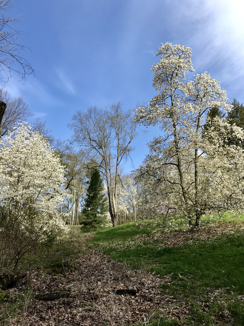 Magnificent Spring Magnolias