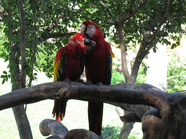 Parrots Playa del Carmen, Quintana Roo, Mexico