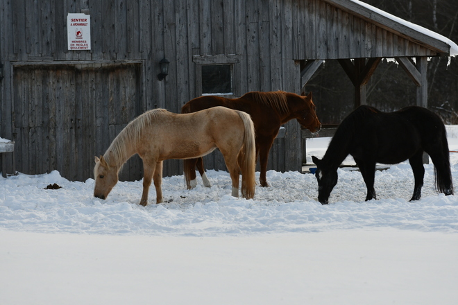 chevaux dans la neige Roxton Pond, QC