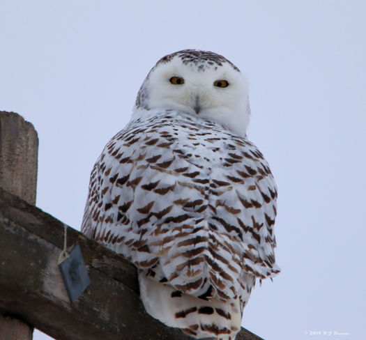 Being watched by a Snowy Owl SK-368, Melfort, SK S0E 1A0, Canada