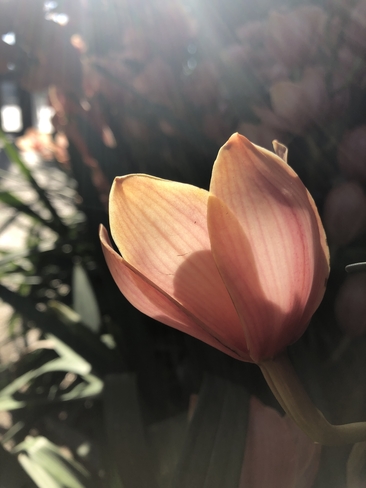 Flower in sunbeams Kennett Square, Pennsylvania, US