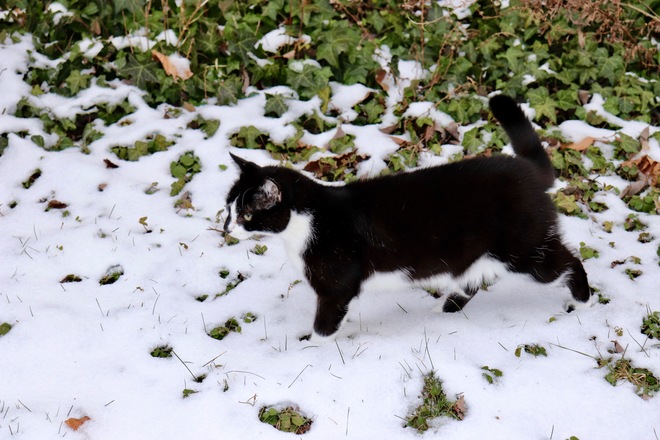 Boots Cat in snow. Amherstburg, ON