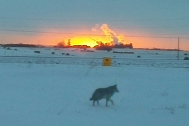 Coyote morning walk Calgary, AB
