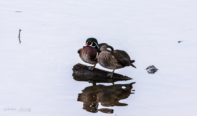 Two ducks, two legs?!? Burnaby, British Columbia, CA