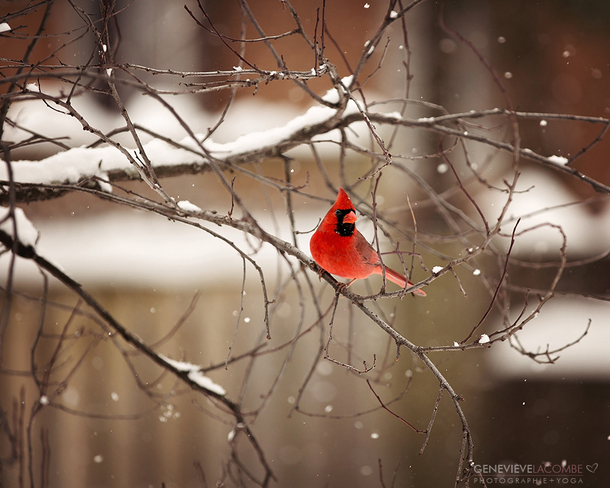 Cardinal en hiver Saint-Lambert, QC