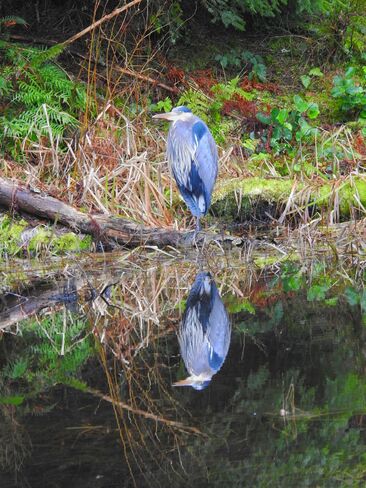 Heron reflection Coquitlam, BC