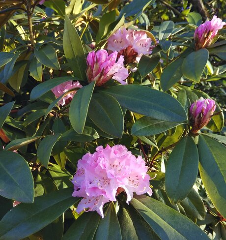 The first rhododendron Vancouver, BC