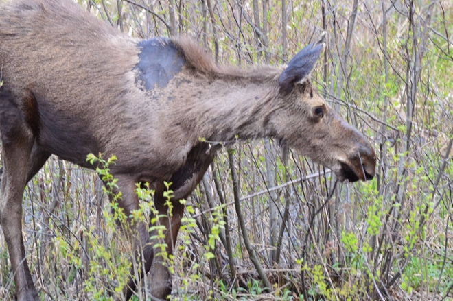 Young moose Capreol, Ontario, CA