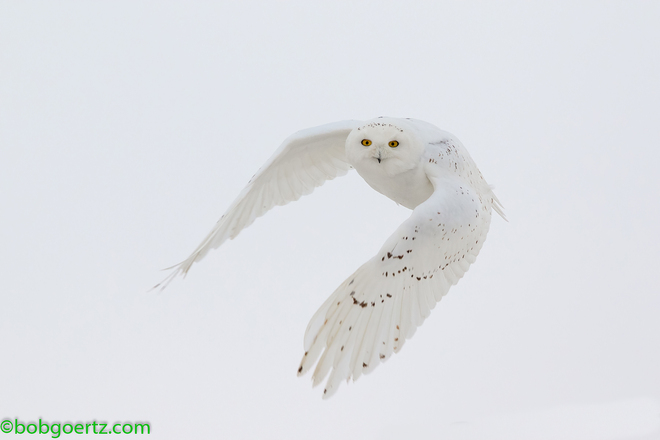 Male Snowy Owl Waterloo Region, ON