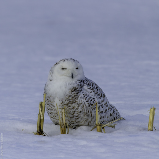 Snowy owl resting after lunch