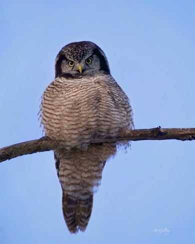Northern Hawk Owl Ottawa, ON