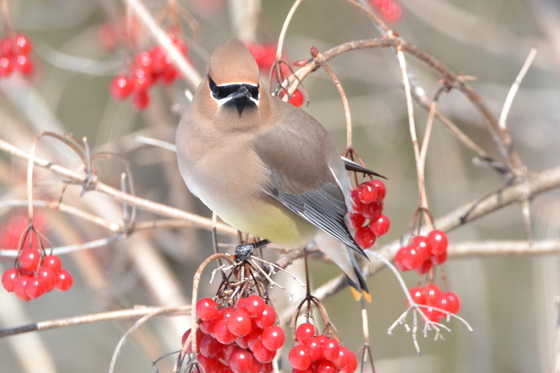 Cedar Waxwing with berry