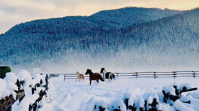 horses Kelowna, BC
