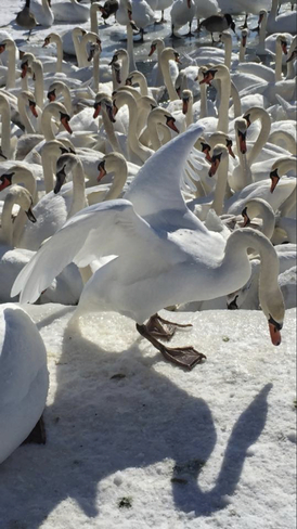 Swans of Barcovan Brighton, Ontario, CA