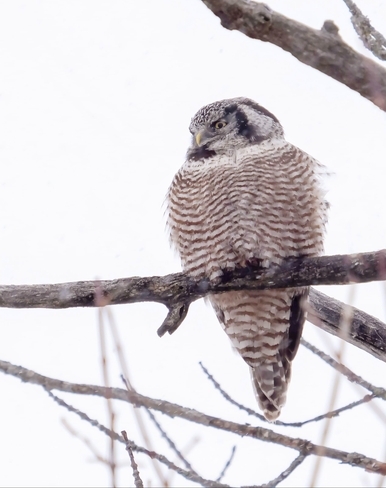 Norhern hawk owl Unnamed Road, Brampton, ON L6Z 0B3, Canada