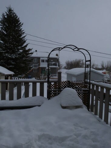 Chien qui aime la neige La Baie, Saguenay, QC