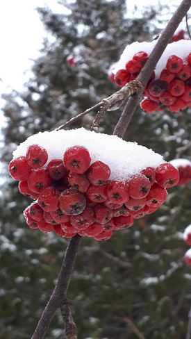 Petits fruits congelés Saint-Adolphe-d'Howard, QC