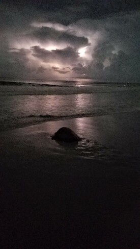 Thunder Turtle Melbourne, Florida