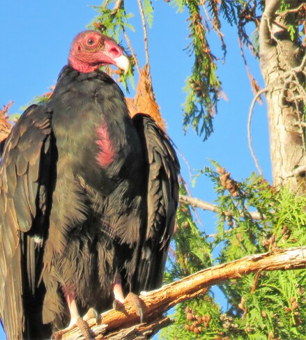 Turkey Vulture! Neck Point Park, Morningside Drive, Nanaimo, BC