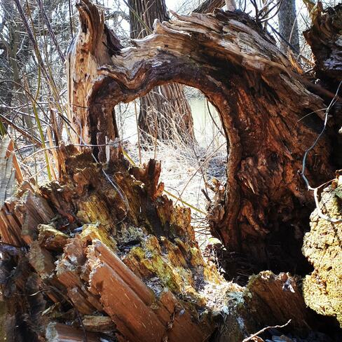 tree stump full of texture and shapes. Etobicoke, ON