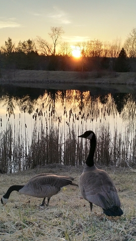Geese & Sunset Aurora, ON