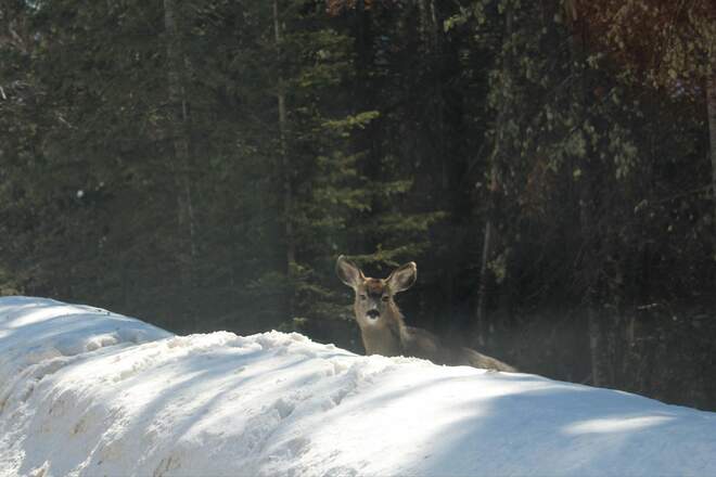 Curious Deer Banff, AB