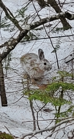 Easter Bunny in self isolation Apsley, ON
