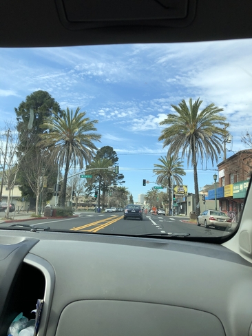 Palm trees Oakland, California, US