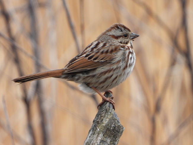 Song sparrow London, ON