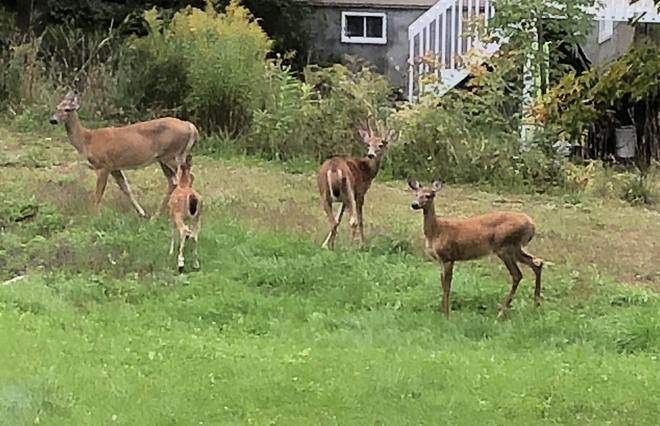 Deer family Val-des-Monts, Quebec, CA