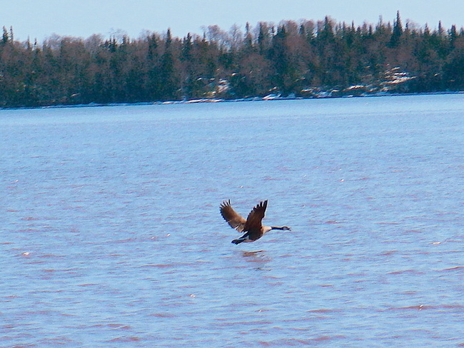 A real honker on open water Thunder Bay, ON