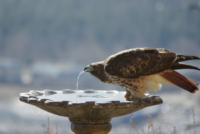 Thirsty red-tailed hawk Kelowna, BC