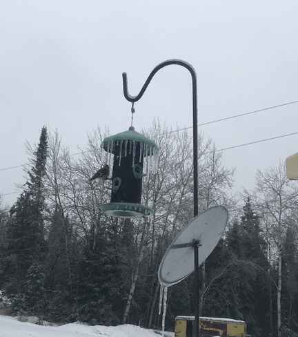 Ice feeder Kenora, Ontario | P9N 3W8