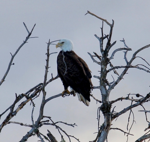 Bald Eagle Nipigon, Ontario, CA