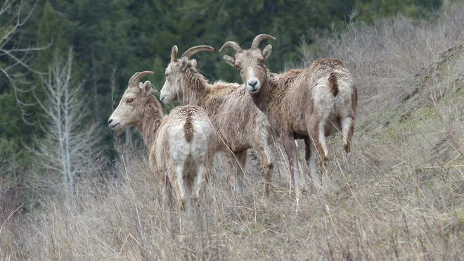 Big horn ewes Grand Forks, BC