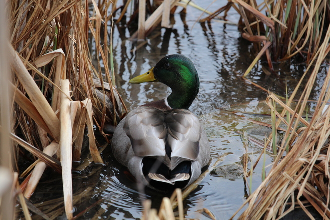 Duck Ducking Behind Reeds Dufferin Islands, Niagara Falls, ON