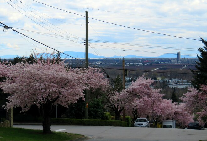 Cherry blossoms Burnaby, BC