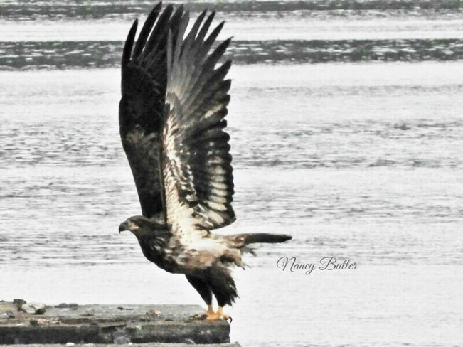Golden Eagle Port Alberni, BC