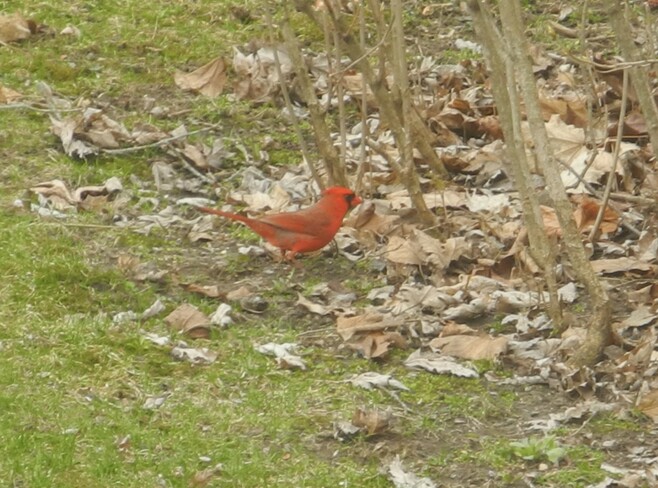Red Cardinals Cavan-Monaghan, ON