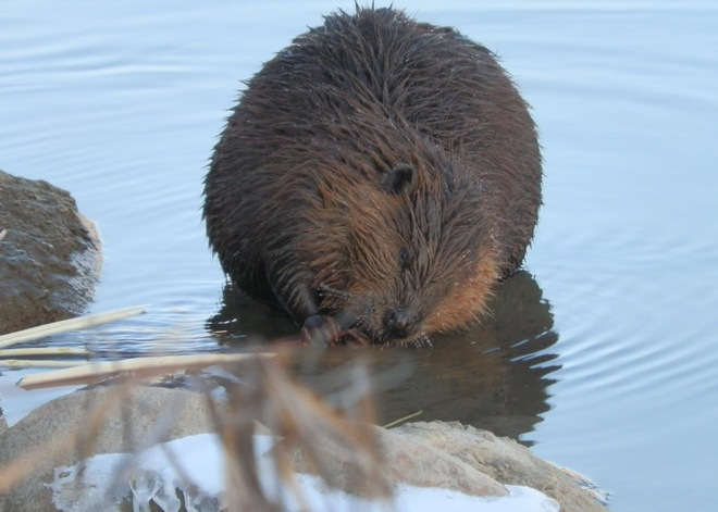 Hungry beaver Saskatoon, SK