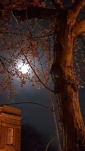 Super Moon lights up tree Montréal, QC