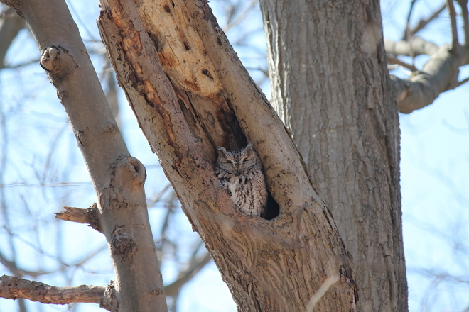Eastern screech owl in Mississauga Mississauga, Ontario, CA