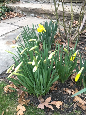 Spring flowers peeking through Oakville, Ontario, CA