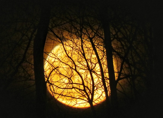 full moon through the trees Shallow Lake, ON