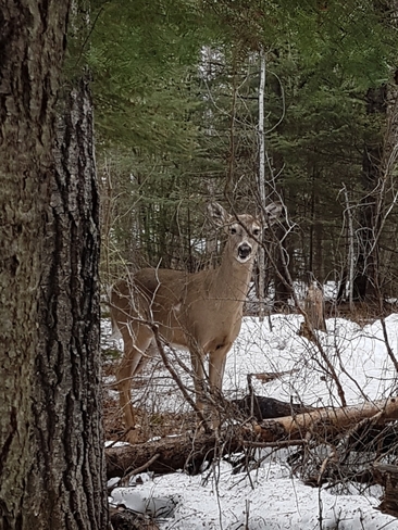 Buck in the Bush Thunder Bay, ON