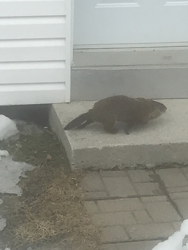 la marmotte Jonquière, Québec, CA