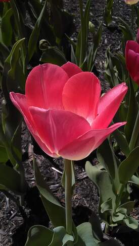 Le temps des tulipes Mirabel, QC