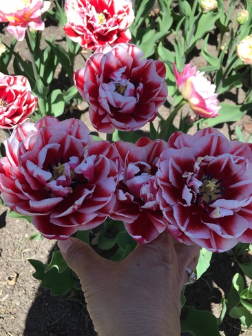 Beautiful spring tulips Ottawa, ON