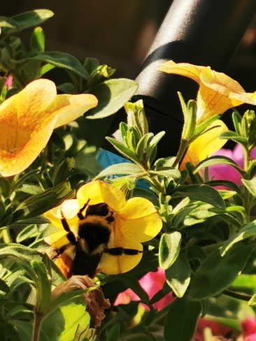 Bumblebee Winnipeg, MB