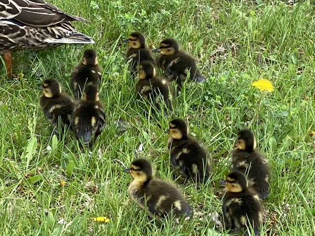 Baby ducks Ottawa, Ontario, CA